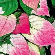 Саджанець Актинідія коломікта (чоловіча) в контейнері